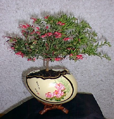 Bonsai-Ei